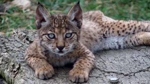 One of the Iberian lynx cubs. 