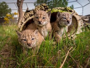 Iberian lynx cubs.