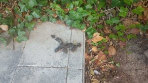 Dog excrement in Carrer Samuel Barrachina in Sitges