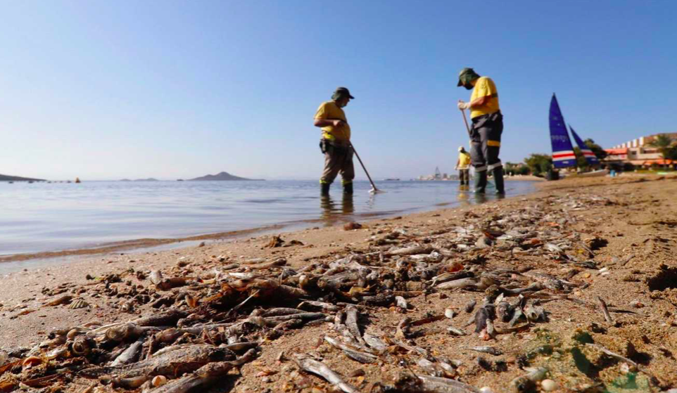 Image of Mar Menor, with dead fish washed up.