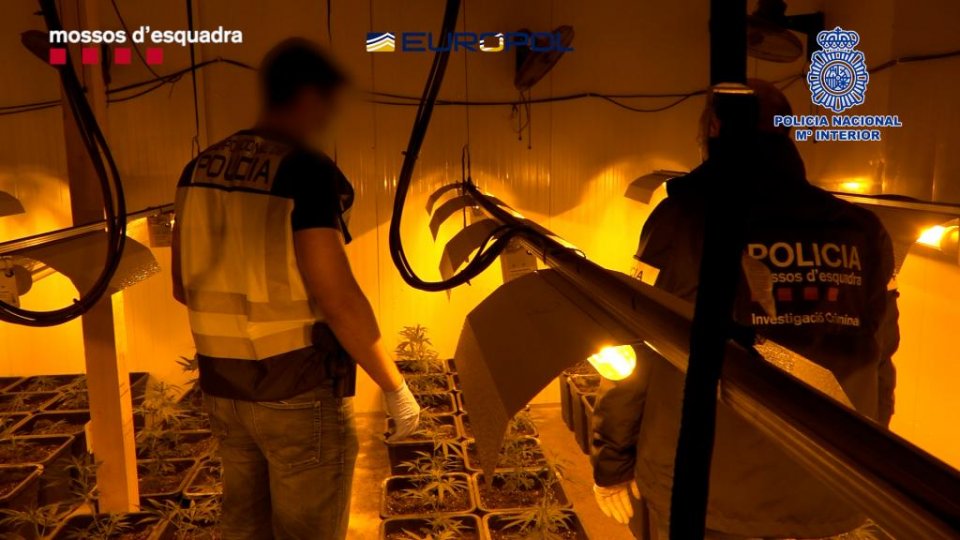 Image released by the Mossos and Spanish police of cannabis farm.