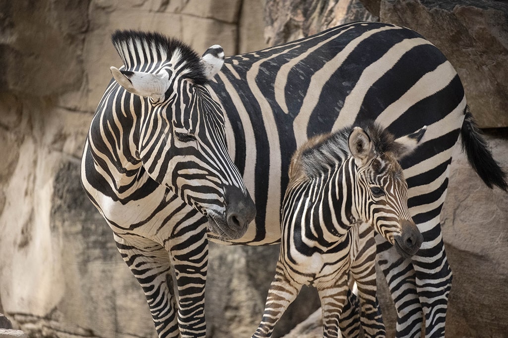 The baby zebra with its mother. 