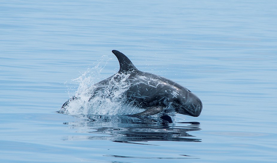 A grey-headed Risso's dolphin.