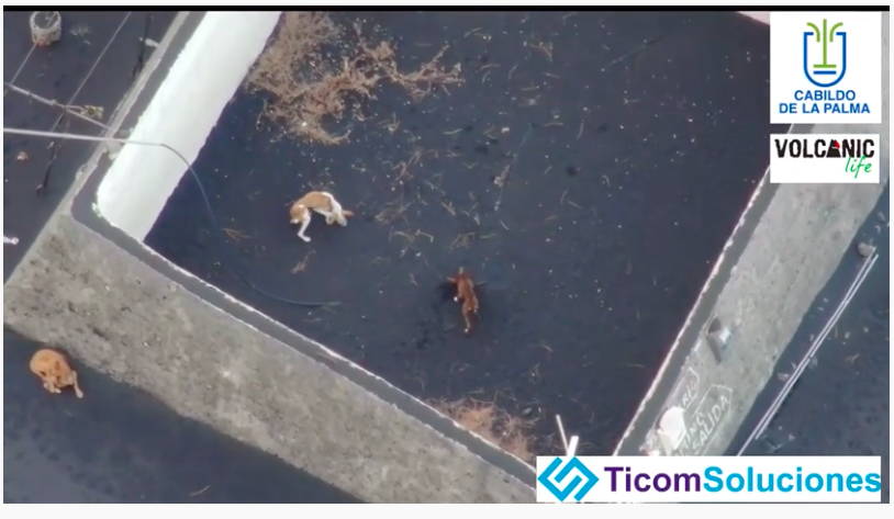 Screenshot from drones dropping food to trapped dogs.
