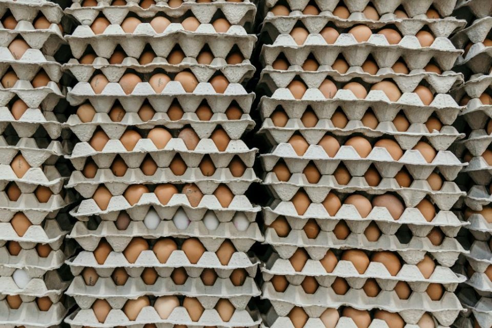Cartons of eggs
