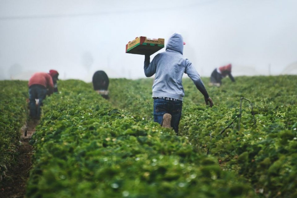 image of agricultural workers