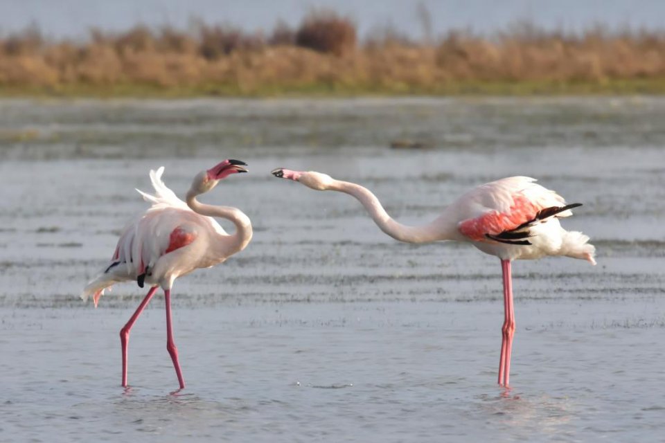 Flamingos in Spain