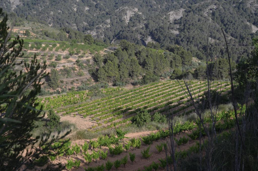 Terra Alta - vineyard landscape