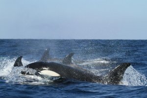 Orca whales