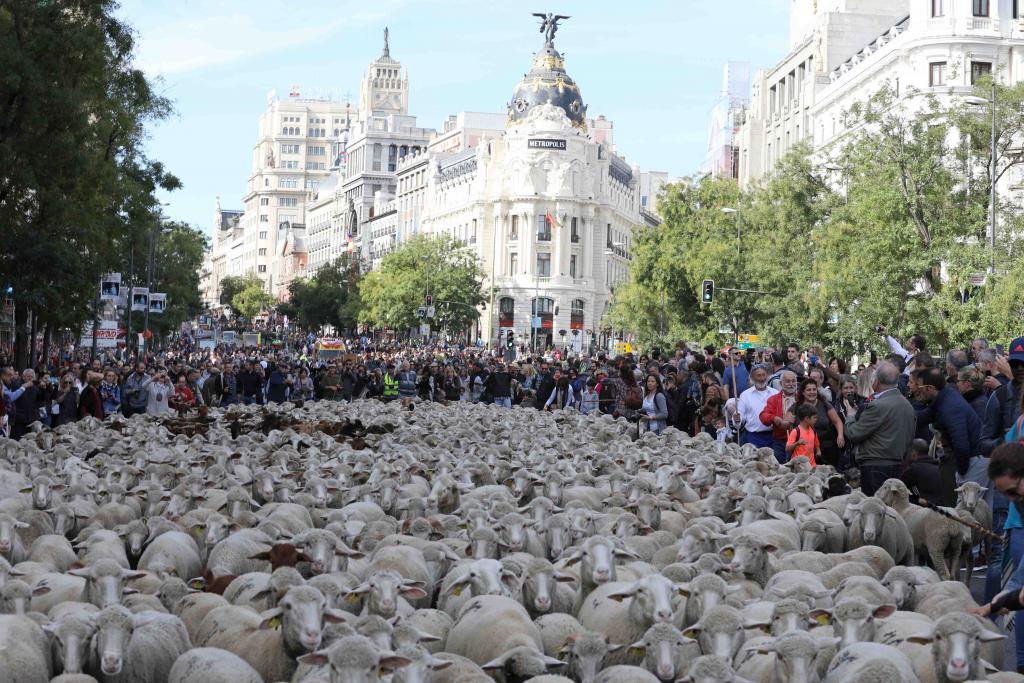 Madrid cancels city centre sheep herding tradition to avoid bluetongue