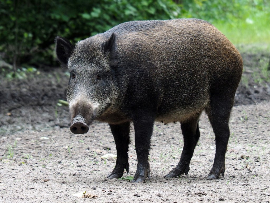 African swine fever detected in two wild boars near Barcelona,...