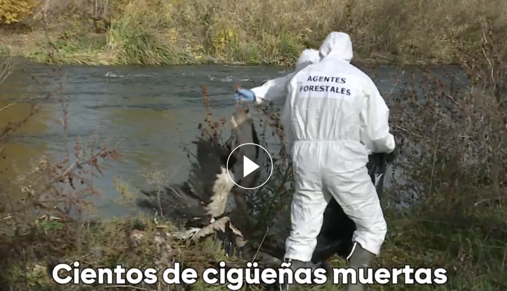 Hundreds of storks found dead near Madrid, raising fears of bird flu outbreak