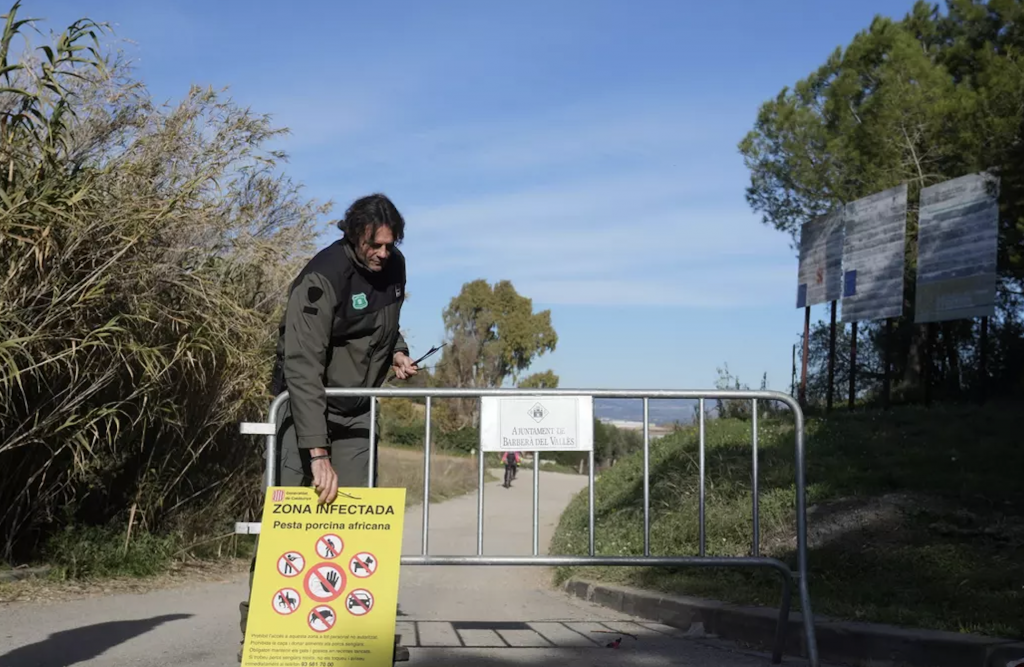 African swine fever spreads outside the ‘high risk’ containment zone...