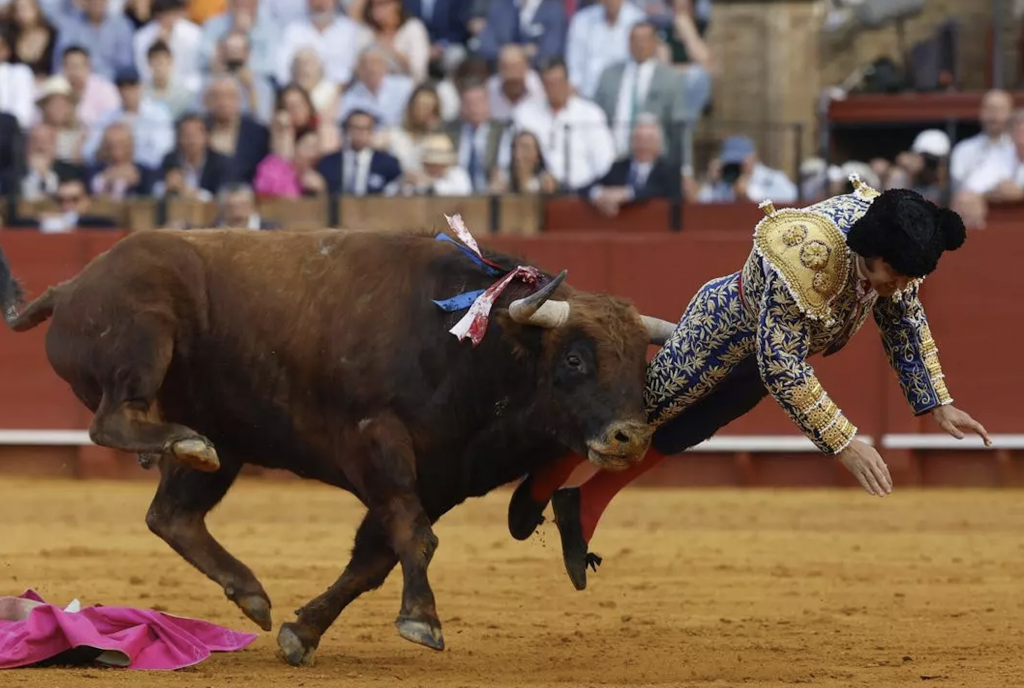 Spain’s leading matador ‘stable but in pain’ after goring to groin area in Seville